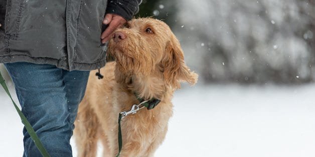 Dog handler is walking with his obedient Magyar Vizsla dog