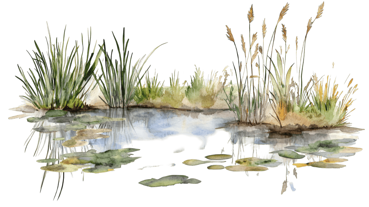 Grass and puddle