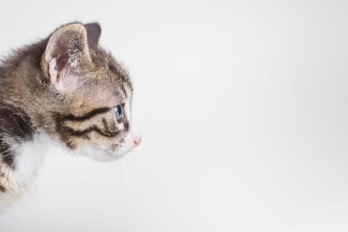Cute young male cat with blue eyes in studio on white background